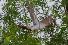 Common Cuckoo (1).jpg