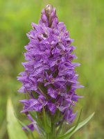 southern marsh orchid jun 12 2016 2.jpg