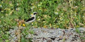 2016.06.13 Black-eared Wheatear.JPG