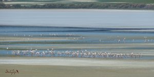 2016.06.13 Greater Flamingos.JPG