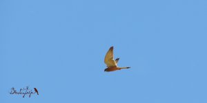 2016.06.13 Lesser Kestrel.JPG