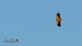 2016.06.13 Egyptian Vulture.JPG