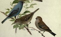 Indigo bunting.jpg