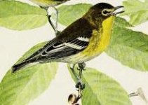 Vireo, yellow throated.jpg