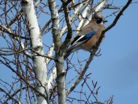 Jap Jay, Naka-Karuizawa.JPG