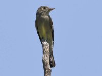 616_06121fem Eastern Phoebe-1.jpg