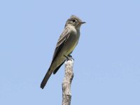 616_06127fem Eastern Phoebe-1.jpg