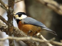 Varied Tit, Yacho-no-mori.JPG