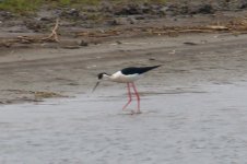 Pied Avocet.jpg