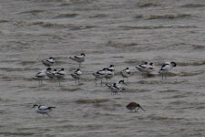 Pied Avocet (1).jpg