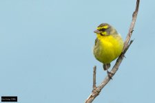 Yellow-fronted Canary 2.jpg