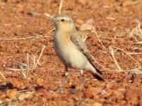 Isabelline Wheatear.jpg