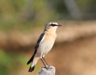 Isabelline Wheatear2.jpg