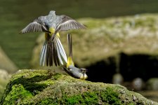 Grey wagtails 7.jpg