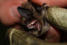 20160609 (1)_Whiskered_Bat.JPG