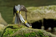 Grey wagtails 8.jpg