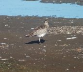 1 whimbrel Apr 16 DSCF4172.jpg