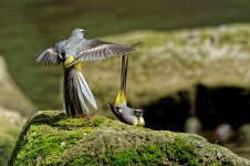 Grey wagtails 9.jpg