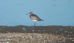 whimbrel apr 16 DSCF4194.jpg