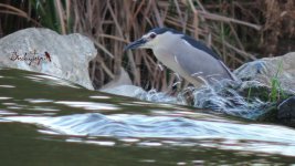 2016.06.14 Night Heron.JPG