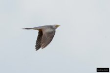 Oriental Cuckoo.jpg