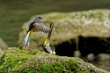 Grey wagtails 11.jpg