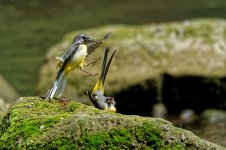 Grey wagtails 12.jpg