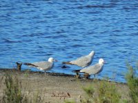 2016.06.14 Audouin's Gulls.JPG