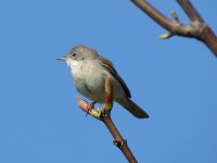 whitethroat3.jpg