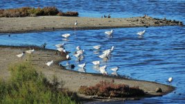 2016.06.14 Mediterranean, Slender-billed & Audouin's Gulls.JPG