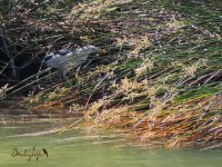 2016.06.14 Little Bittern.JPG