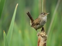 IMG_8030 Marsh Wren @ Seattle.jpg