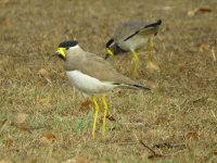 IMG_6569 Yellow-wattled Lapwing @ Delhi.JPG