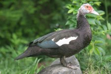 White-WingedDuck@DaAnForestPark(Taipei)-Tw8693c.JPG