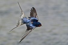 Barn swallow.jpg