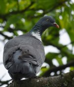 Woodpigeon chestnut tree (875x1024) (684x800).jpg