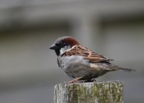 House sparrow crop 1 (1024x734).jpg