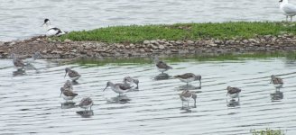 the 13 greenshank DSCF4470.jpg