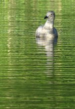 IMG_7983 Glaucous-winged Gull @ Seattle.jpg