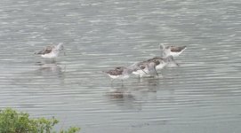 greenshank DSCF4516.jpg