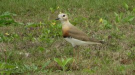 IMG_6710 Oriental Plover @ RDBT.JPG