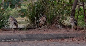 IMG_7132 Bush Stone Curlew @ Gold Coast.JPG