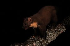 20160318 (23)_Pine_Marten.JPG