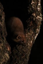 20160318 (34)_Pine_Marten.JPG