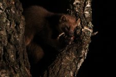 20160318 (35)_Pine_Marten.JPG