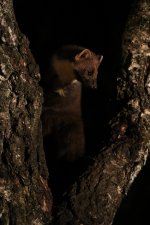 20160318 (36)_Pine_Marten.JPG