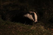 20160318 (40)_Badger.JPG