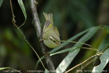 leaf-warbler_5327e.jpg