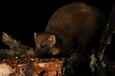 20160318 (44)_Pine_Marten.JPG