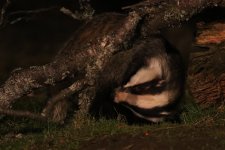 20160318 (45)_Badger.JPG